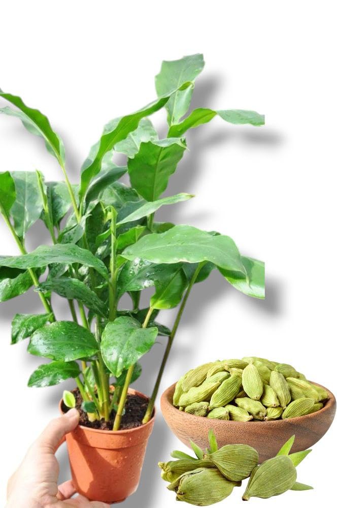 tej patta plant seeds Live Tej Patta, Tamalpatra, Indian Bay Leaf Plant/size 18 to 24 Inches – Seeds Ville