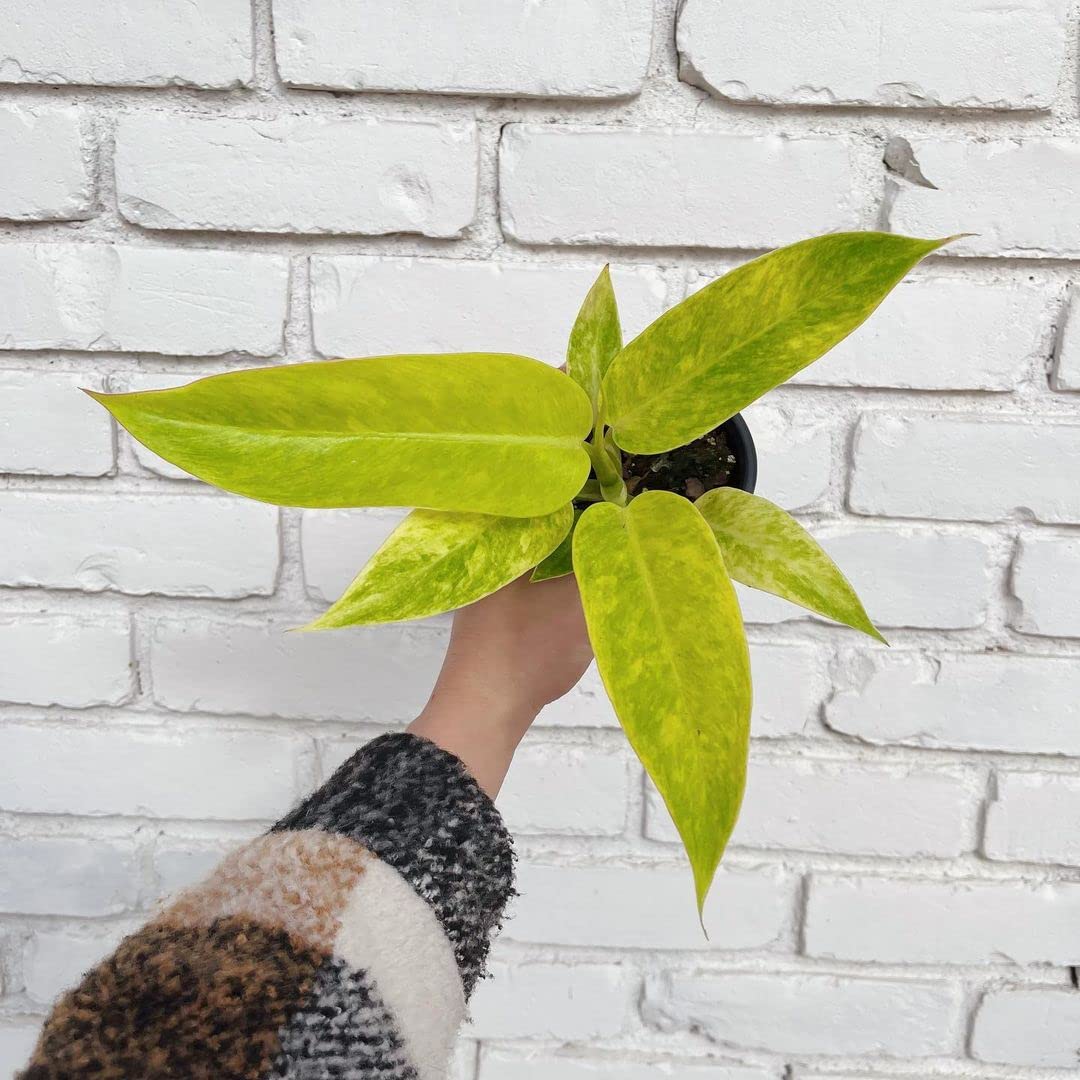 LittleJungle Philodendron Micans - Live Plant with 5.5 Inches White Decor Pot | Indoor Plants For Home | Live Plants Indoor | Air Purifying Plant | Live Plant With Pot For Home Decor |