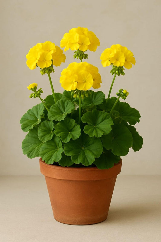BEST COLD LOVER Yellow Geranium Live Plant – Beautiful Potted Flowering Plant for Gifting, Home Décor, or Outdoor Spaces | Bright Blooms, Low Maintenance
