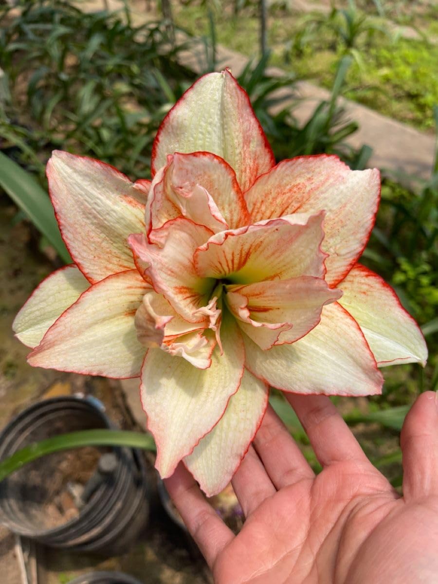 Radha Krishna Agriculture® Amaryllis Lily Flower Bulbs Double Imported for Home and Gardening Pack of 1 Bulbs (MAROON)