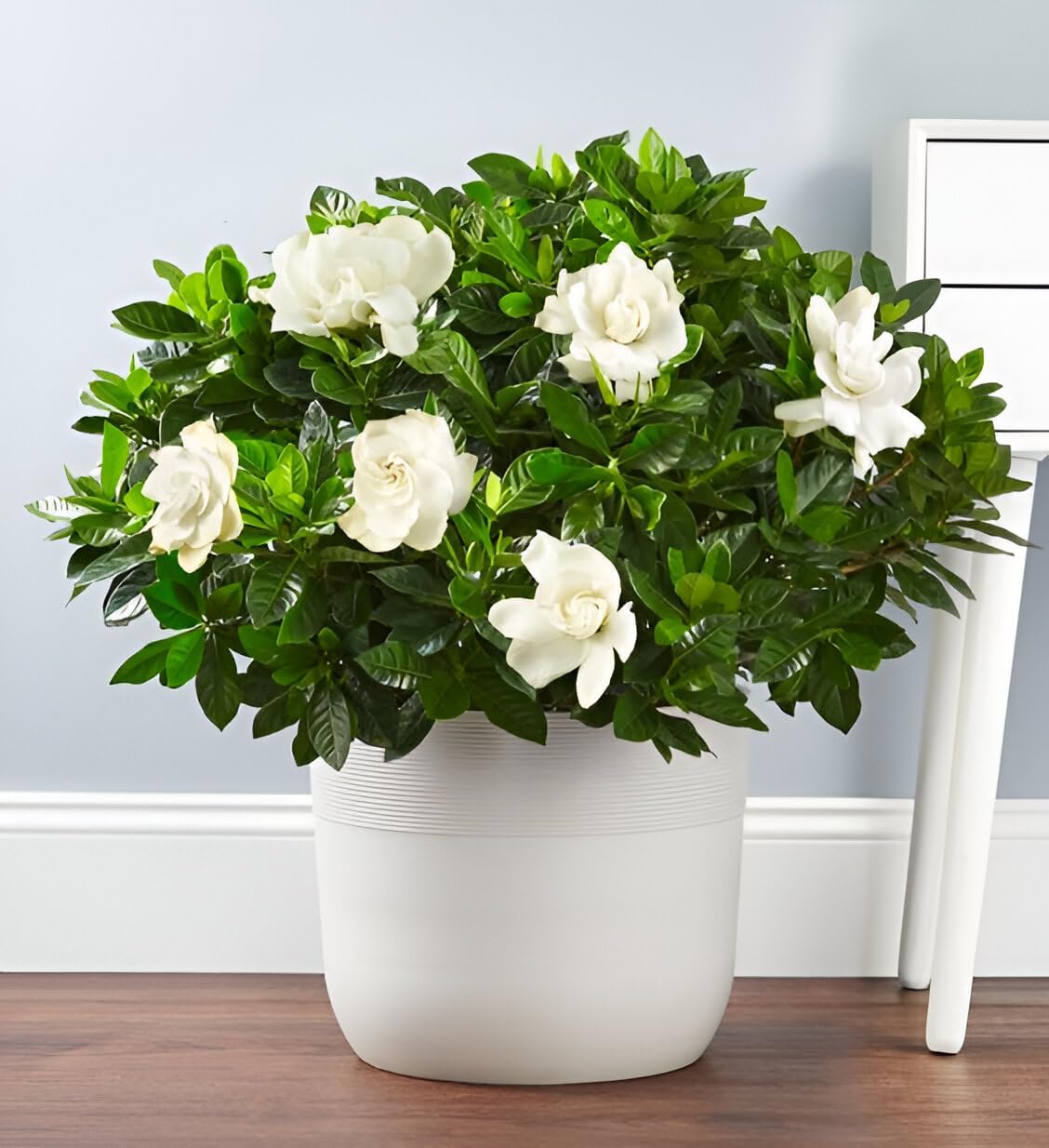 All Seasons Gardenia/Gandharaj Live Plant - Fragrant Blooms Choice for gardens and indoor spaces (With 3 Inch Black Plastic Pot) (Pack Of 1) (Live Flower Plant)