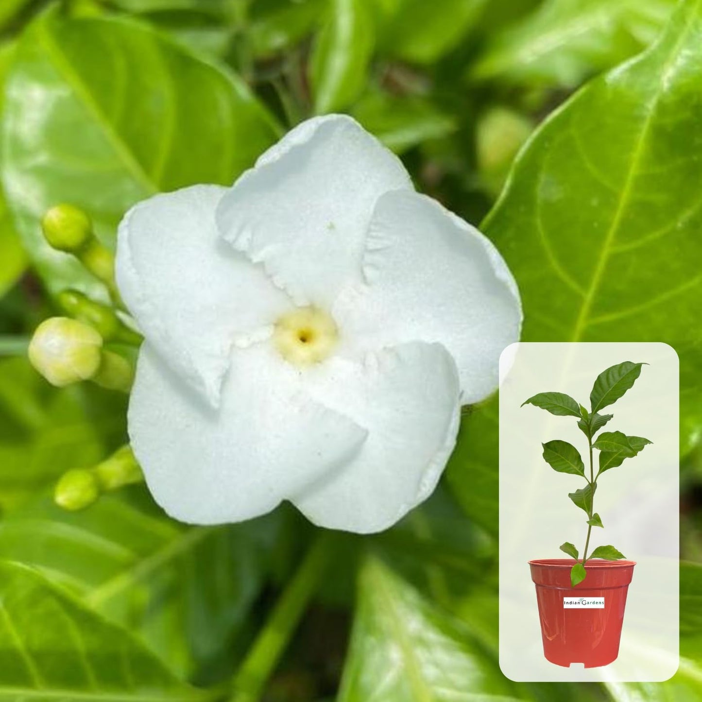 Indian gardens - Nanthiyavattai | Nerium Jasmine | Crape jasmine | Pinwheel Flower | Outdoor Live plants (Moon, 6 Inch White)