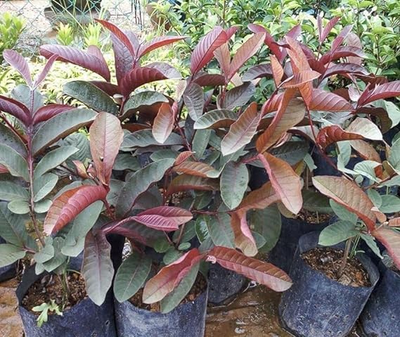 Seeds Ville Indonesian Black Diamond Guava Fruit Plant