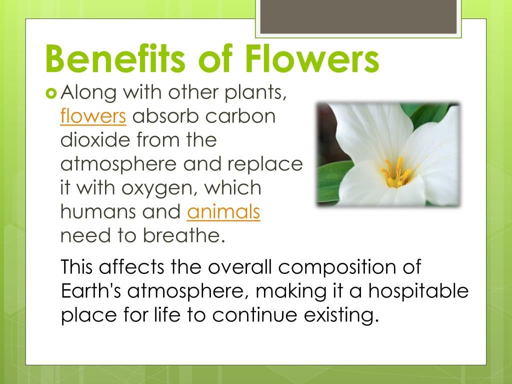 50+ Seeds- Hydrangea Flower Seeds, Mixed Color - Large Colorful Blooms, Flower Bush Plant Seeds