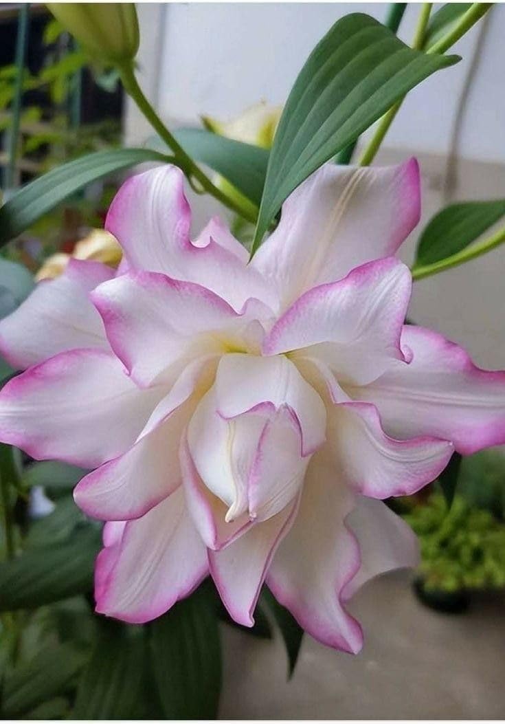 Seeds Ville Oriental Lily Double Flower Bulbs 2 Pack