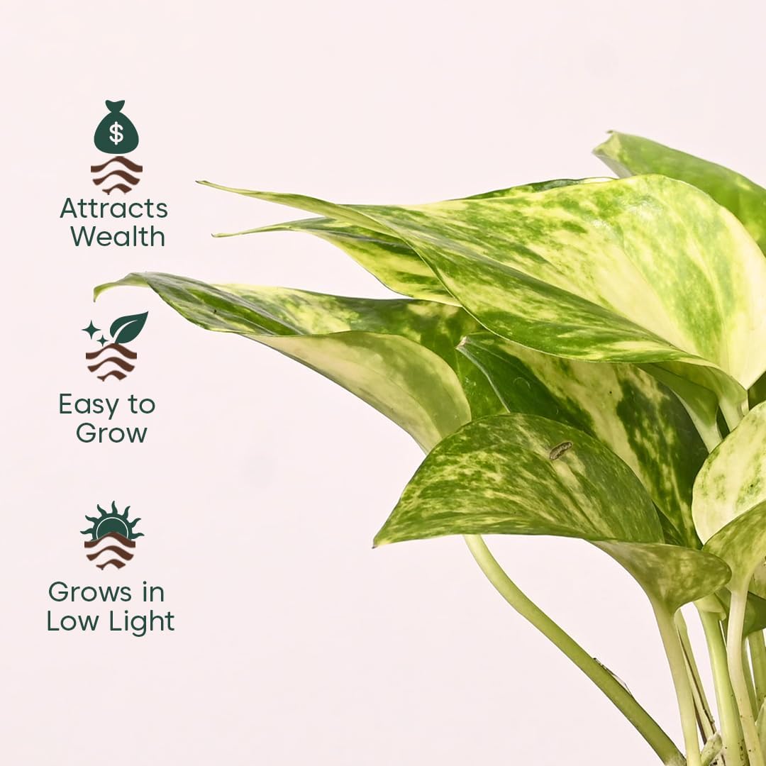 Seeds Ville 4 Indoor Plant Set Self-Watering Pots Cream