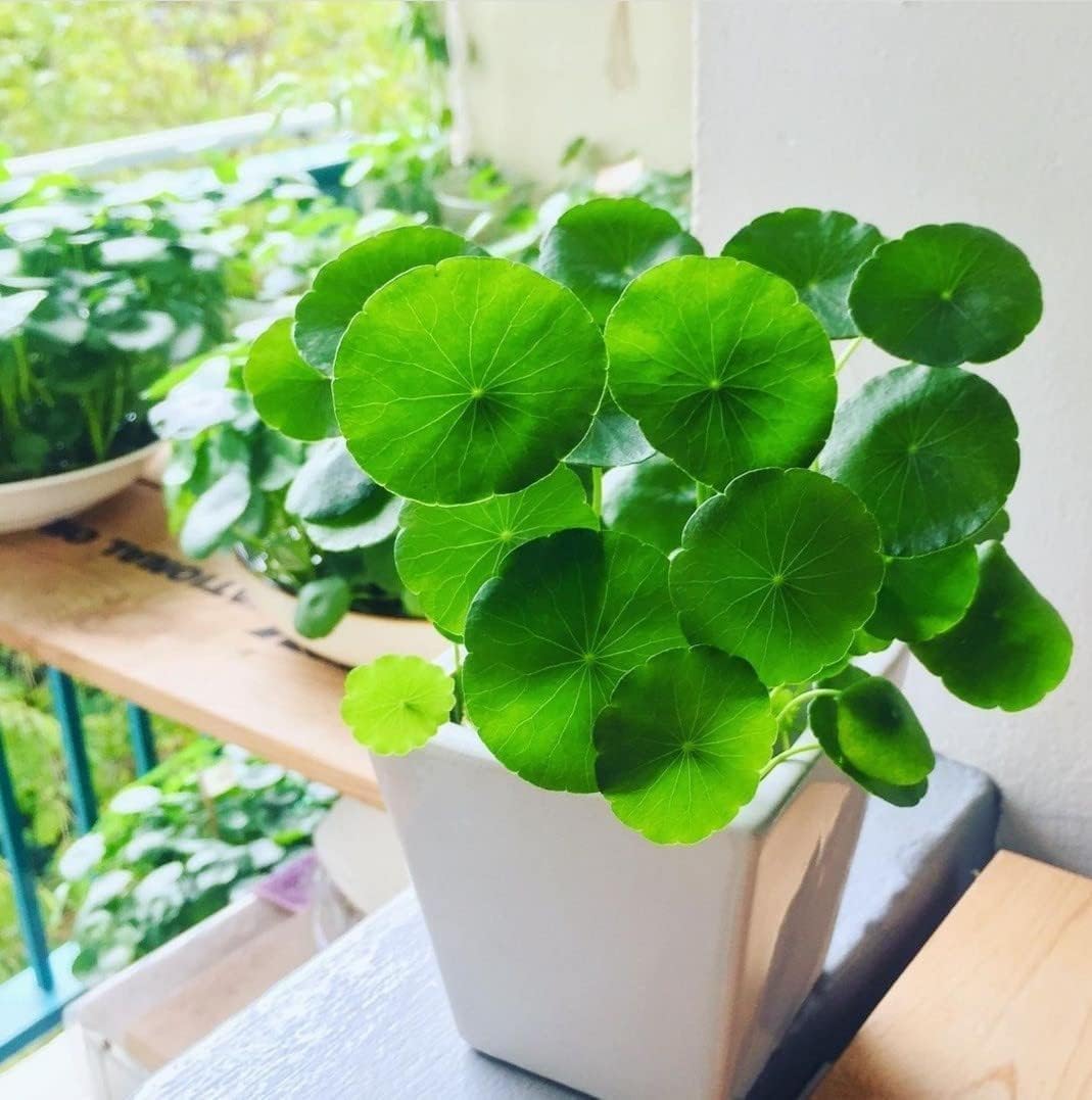 XR Live Chinese Money Plant pilea peperomioides Pennywort ufo feng shui for office desk balcony terrace garden living room home decoration gifting air purifier lucky study table hanging plant