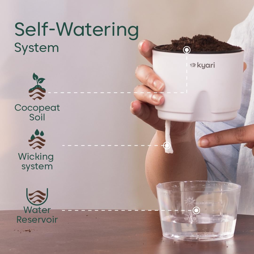 KYARI Sansevieria Green Snake Air Purifier Plant with White Self Watering Pot - Small 4 Inch