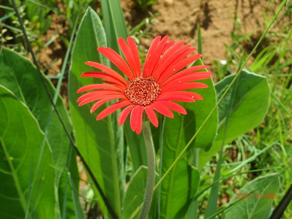 Gerbera Flower Seeds For Home Garden - 30 Seeds Eco Pack (Gerbera Mixed) - Seeds Ville