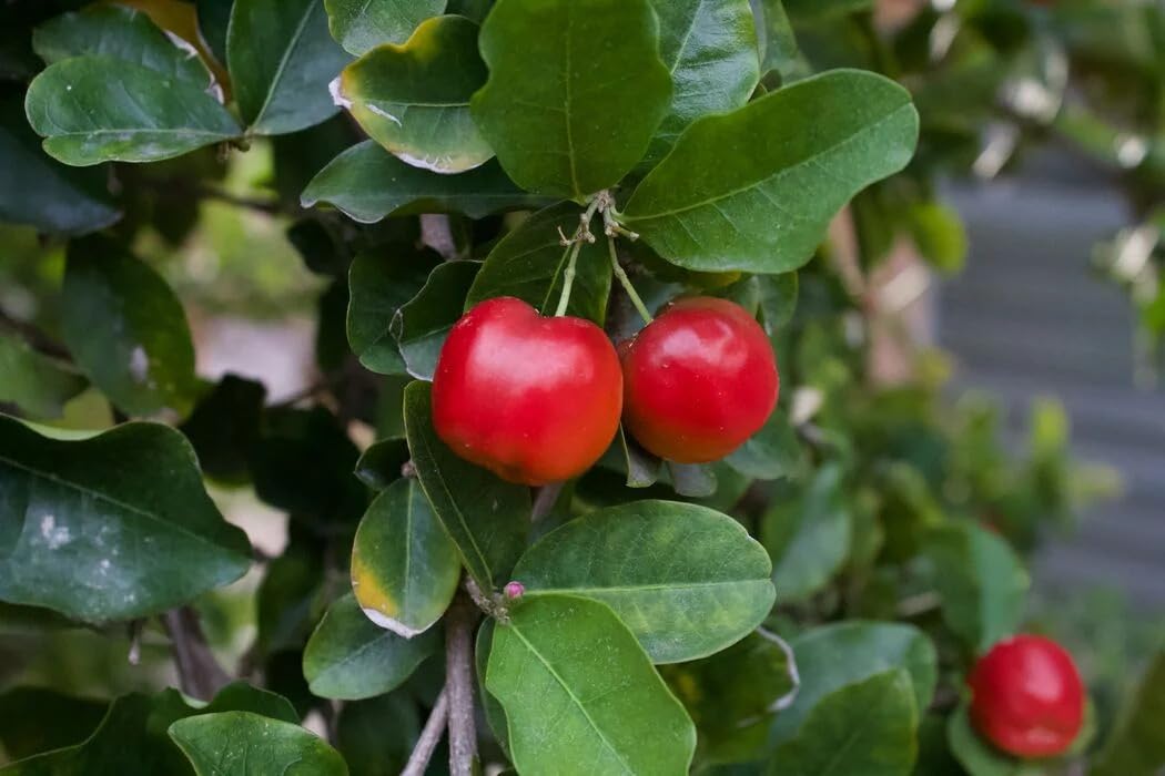 Golden Bloom Barbados Cherry Apple Cherries Variety Fruit (Air Layering/Grafted) Live Plants & Tree (1-1.5 Ft Size) (Next Year Get Fruits)