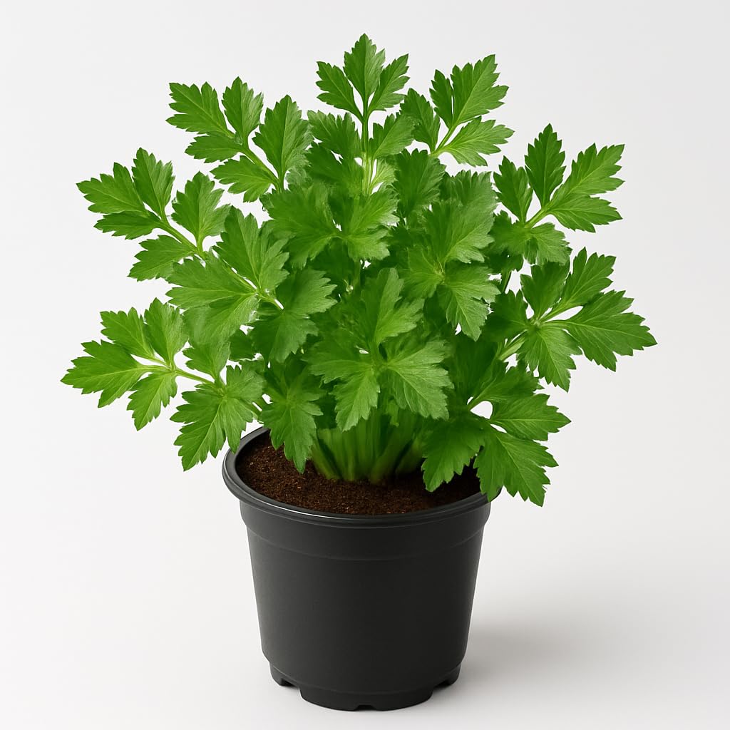 Live Parsley Plant | Fresh Culinary Herb for Kitchen & Garden | Fast-Growing, Flavorful Leaves | Easy to Grow Indoor–Outdoor Herb Plant in Pot