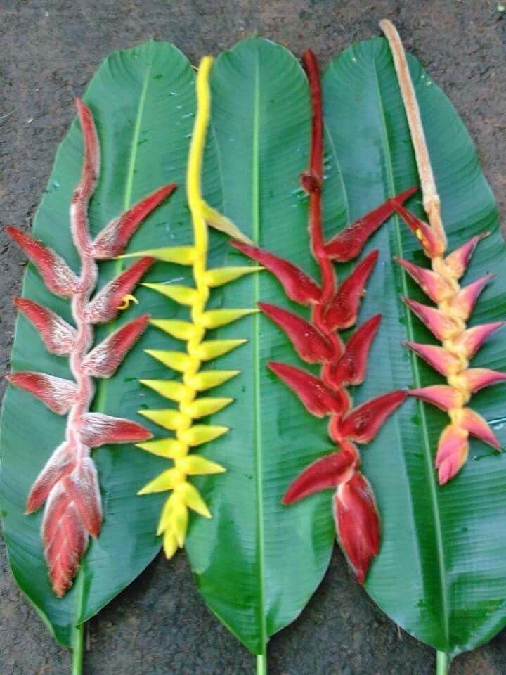 Seeds Ville Heliconia Imported Flower Bulbs Pack of 2