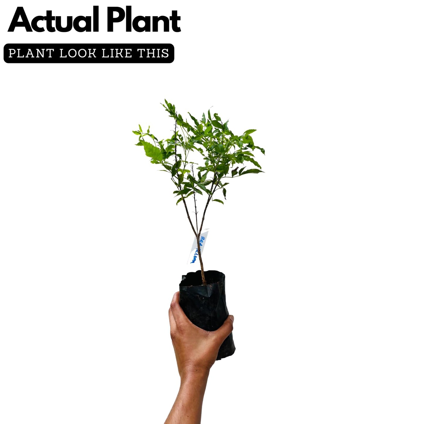 Hug A Plant | Red Tecoma/The Cape Honeysuckle (Tecoma capensis) Flowering/Ornamental Live Plant (Home & Garden)