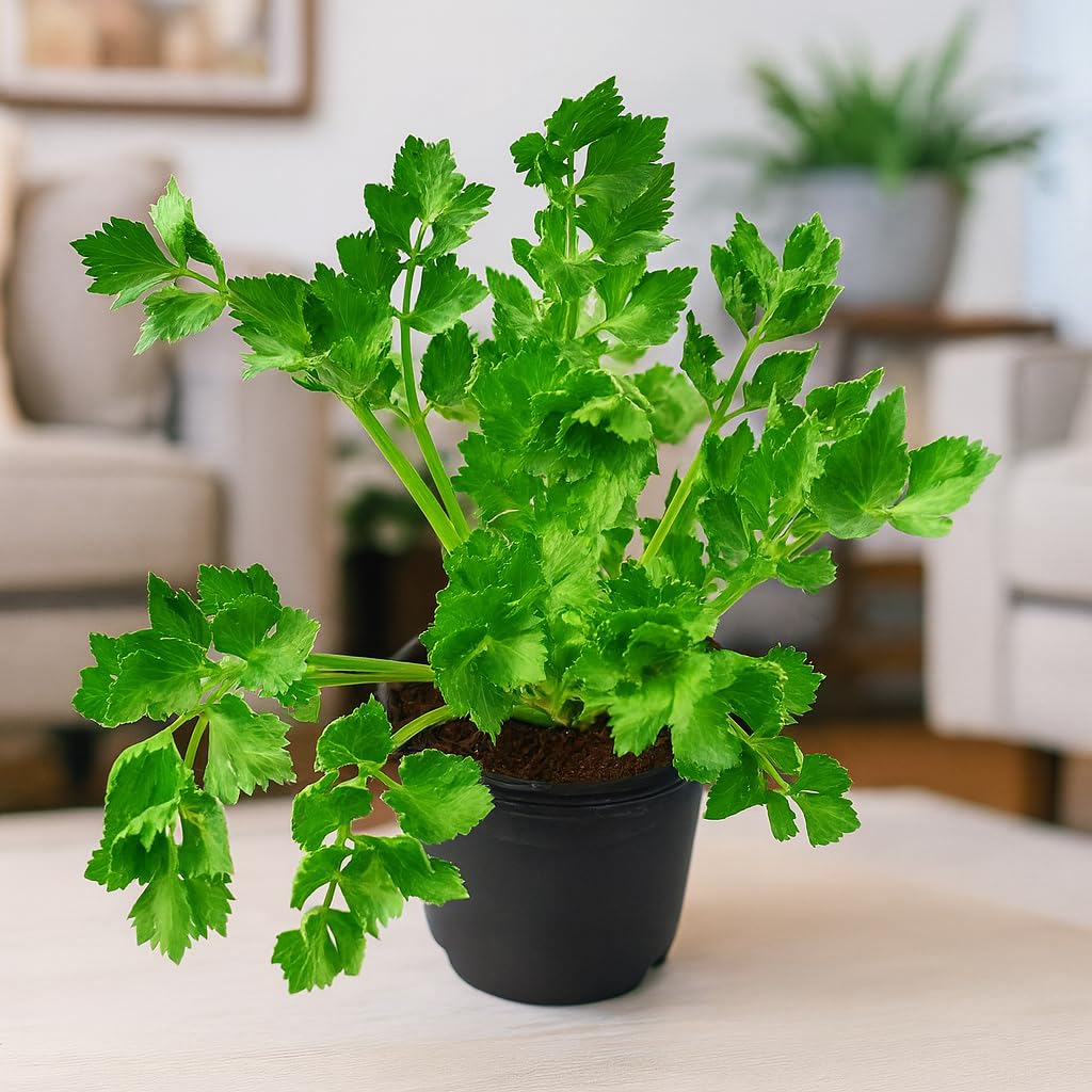 Live Parsley Plant | Fresh Culinary Herb for Kitchen & Garden | Fast-Growing, Flavorful Leaves | Easy to Grow Indoor–Outdoor Herb Plant in Pot