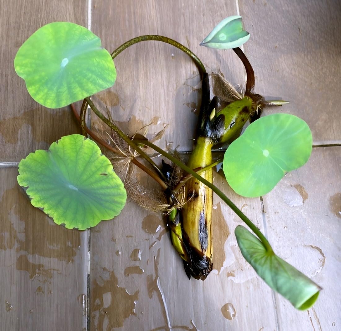 Beautiful Home Garden Water Lily Baby PINK LOTUS (TUBER/ROOT) Live Healthy Flower Plant Short Time Blooming || For Home Garden Plant