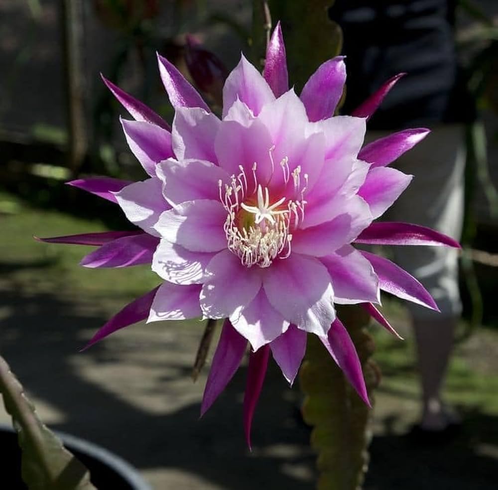 Earth Hopper 50+ Seeds- Auspicious Flower Brahma Kamal Flower Seeds For Home Garden- All Season Flower Seeds- (Mix Colour)