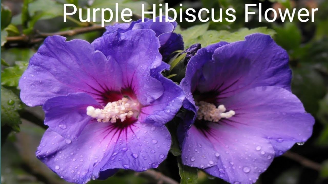 Adhikaryshop Live Purple Hibiscus Flower Plant Grows Easily In Any Environment Hybrid Healthy Original Variety Plant Height 1 to 2 feet Pack of 1(Ready To Blooming)