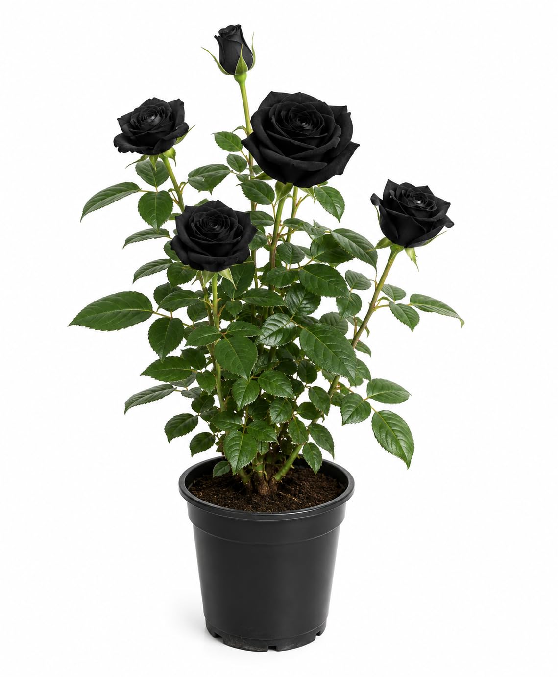 Seeds Ville Rare Black Rose Live Flowering Plant Pack of 1