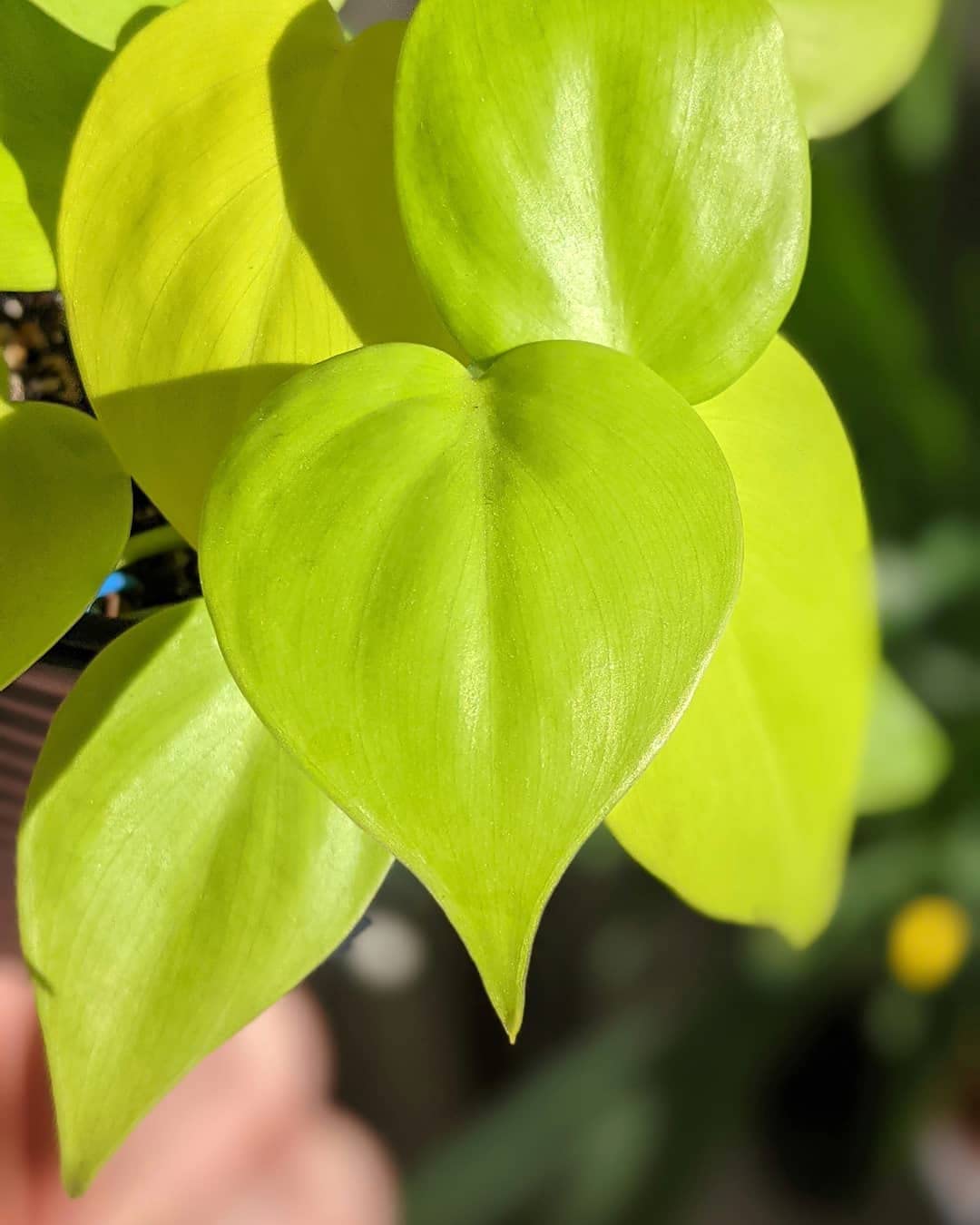 LittleJungle Philodendron Micans - Live Plant with 5.5 Inches White Decor Pot | Indoor Plants For Home | Live Plants Indoor | Air Purifying Plant | Live Plant With Pot For Home Decor |