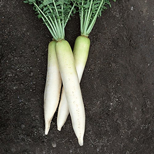 White Fruits Radish Seeds Organic Vegetable Garden non-GM Seeds Long Radish Vegetable Seeds 60 PCS - Seeds Ville