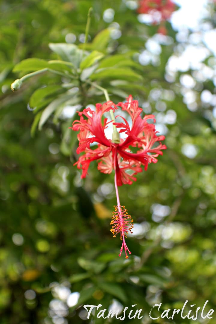 Rare Variety Chinese Spider Hibiscus/Spider Joba Healthy Live Plant For Your Home Garden