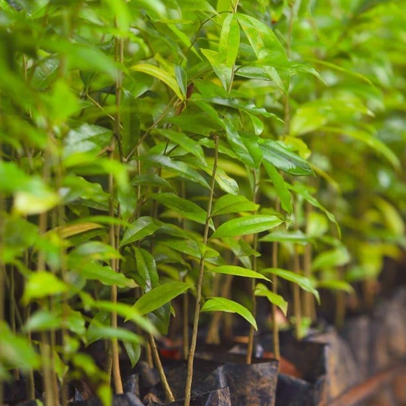 Seeds Ville Rare Agarwood Live Plant Fragrant Oud Tree 2-Pack