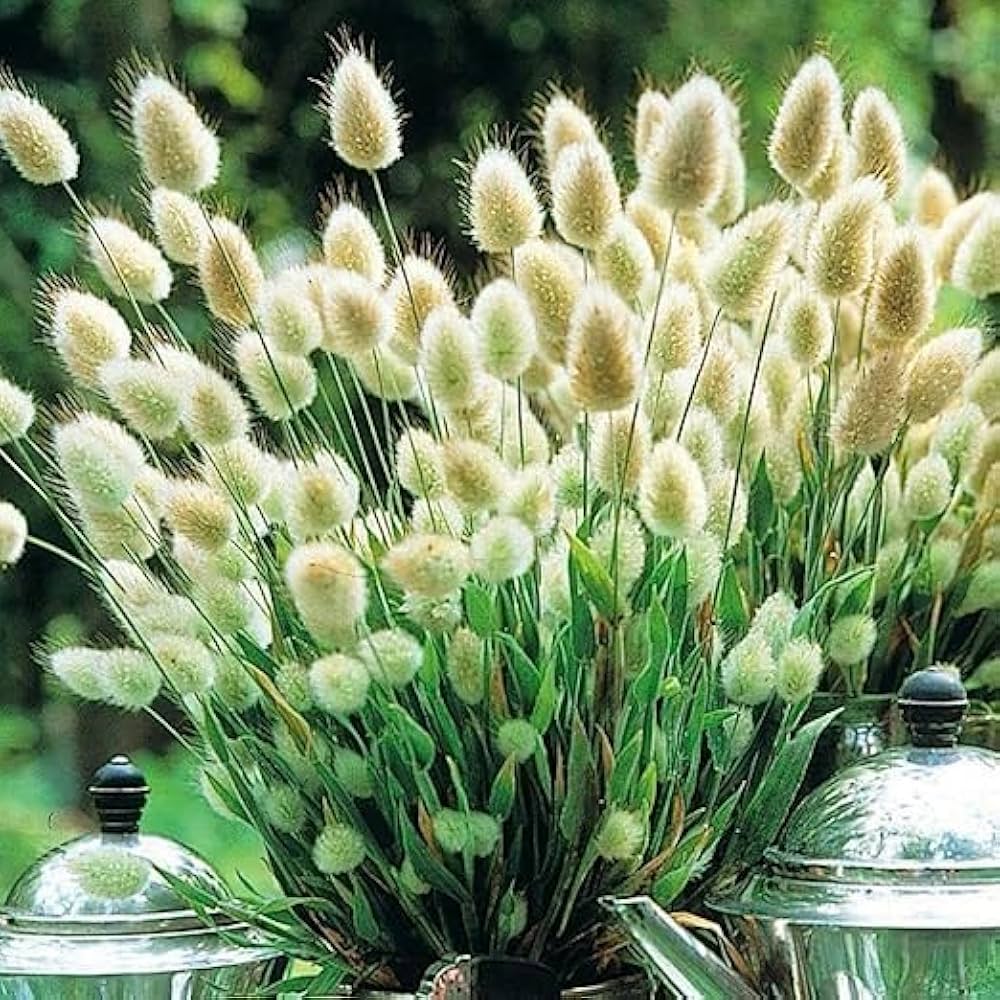 100 Seeds- Ornamental Bunny Tail Grass Seeds For Home Garden- Grow Year Round.