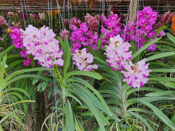 Seeds Ville Vanda Orchid Live Plants Combo Pack of 4 Mixed Colors