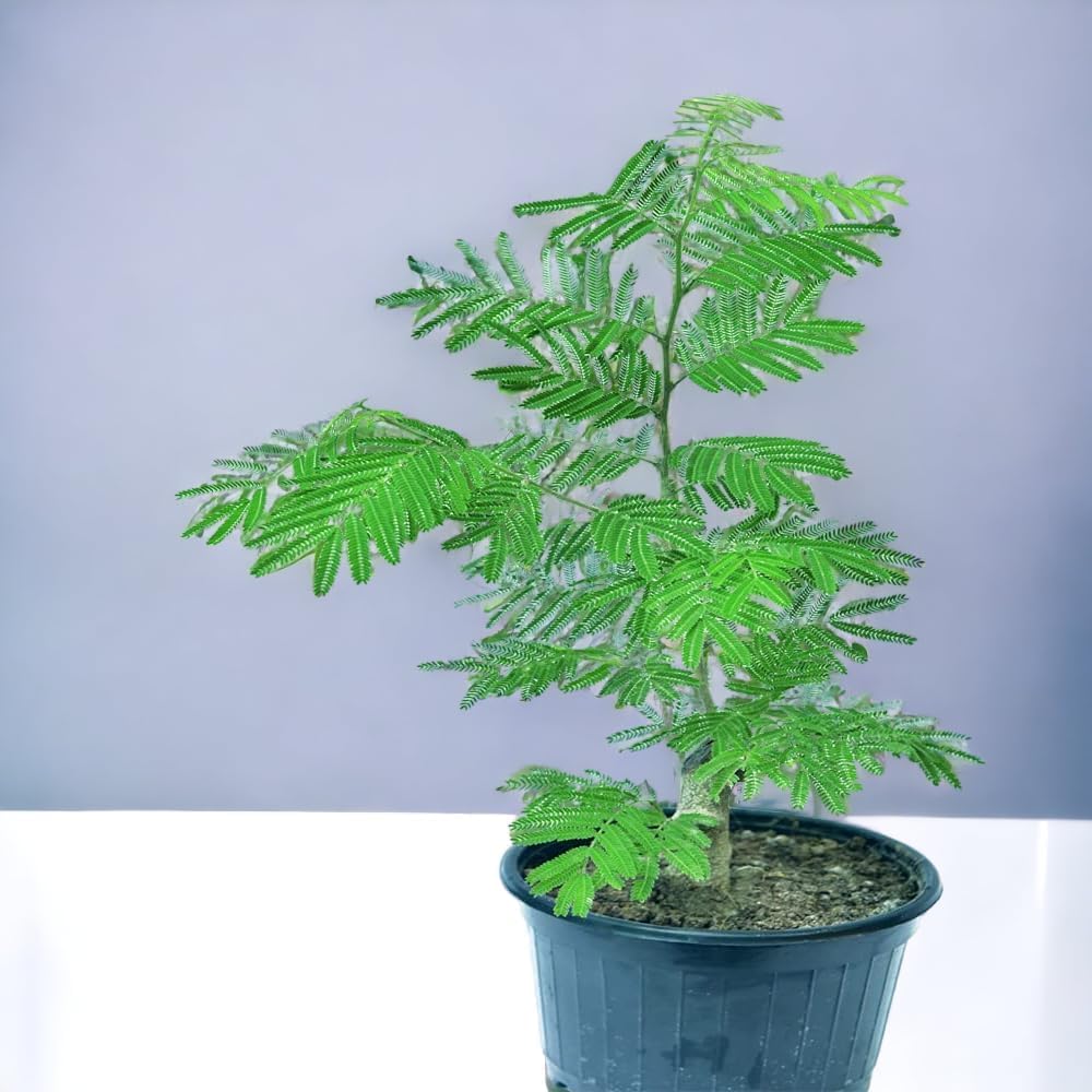 All Seasons Gardenia/Gandharaj Live Plant - Fragrant Blooms Choice for gardens and indoor spaces (With 3 Inch Black Plastic Pot) (Pack Of 1) (Live Flower Plant)