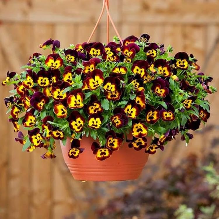 https://images-cdn.ubuy.co.in/6643391def597f18cc4654ad-seeds-cool-wave-fire-pansy-viola-flowers.jpg