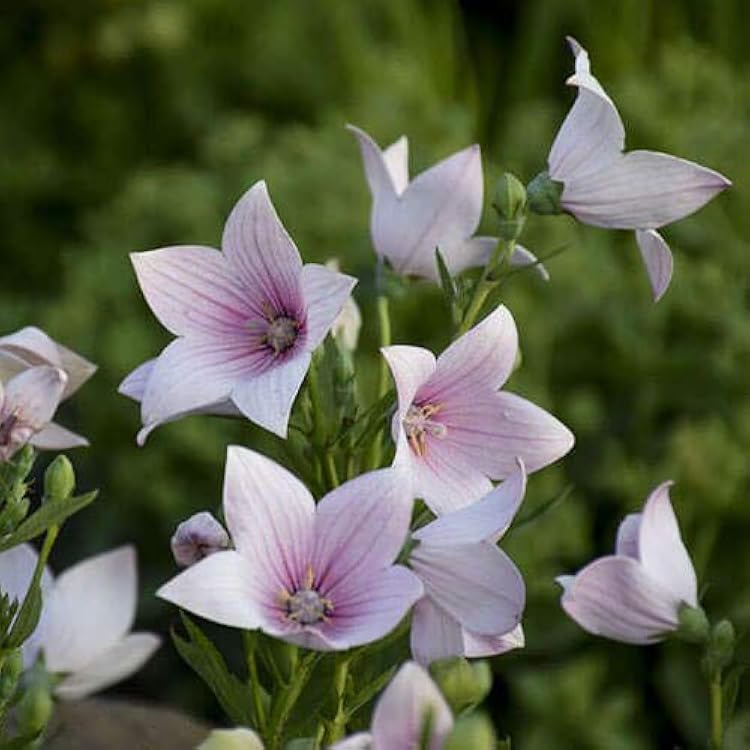 https://images-cdn.ubuy.co.in/668deff21320346be67d19cf-seeds-balloon-flower-mix-platycodon.jpg