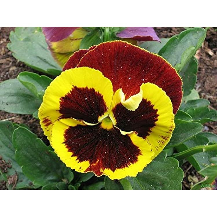 https://images-cdn.ubuy.co.in/66c9f2a96320492867019512-seeds-cool-wave-fire-pansy-viola-flowers.jpg