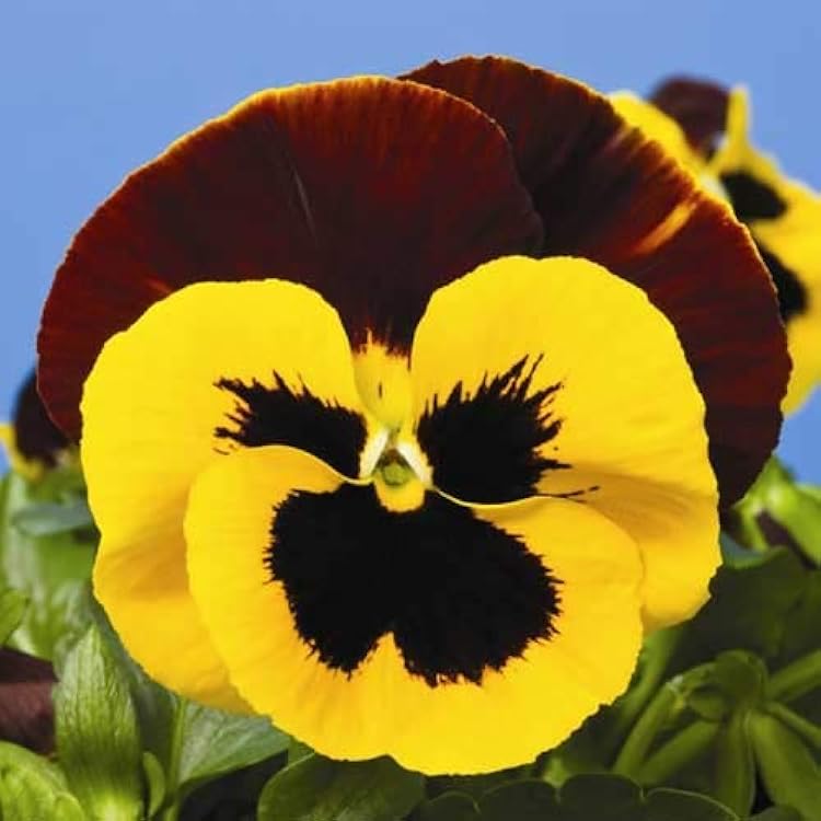 https://images-cdn.ubuy.co.in/66c9f2a96320492867019515-seeds-cool-wave-fire-pansy-viola-flowers.jpg