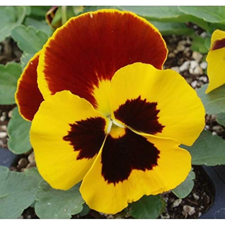 https://images-cdn.ubuy.co.in/66c9f2a96320492867019518-seeds-cool-wave-fire-pansy-viola-flowers.jpg