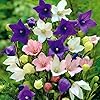 https://images-cdn.ubuy.co.in/66f5399e130f604b5b023b9b-seeds-balloon-flower-mix-platycodon.jpg