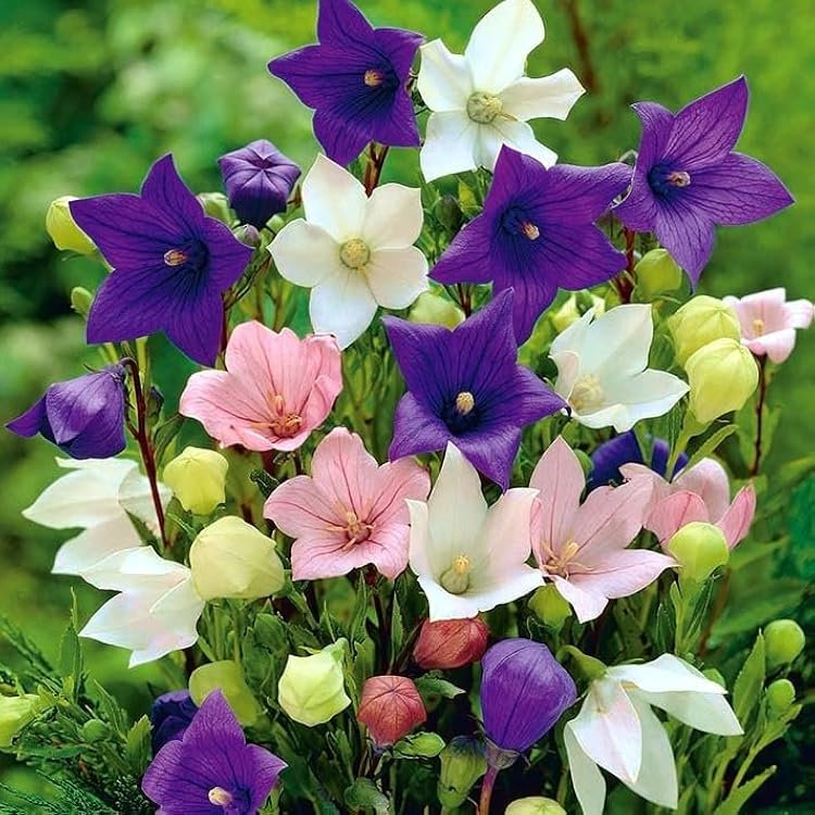 https://images-cdn.ubuy.co.in/66f5399e130f604b5b023b9c-seeds-balloon-flower-mix-platycodon.jpg