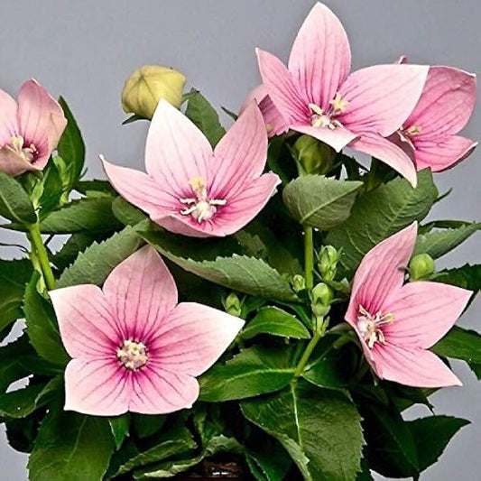 https://images-cdn.ubuy.co.in/67f923d4ef463db0710b1b33-seeds-pink-balloon-flower-chinese.jpg