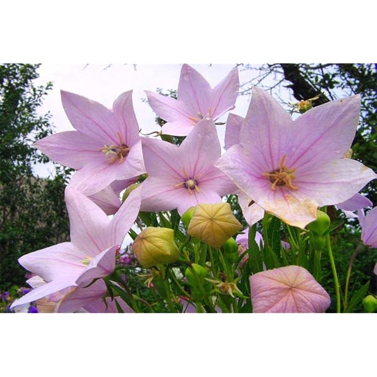 https://images-cdn.ubuy.co.in/6836fbc681c1930722035d7f-seeds-pink-balloon-flower-platycodon.jpg