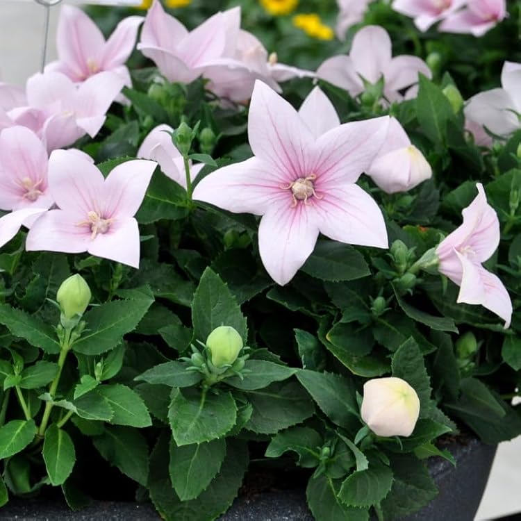 https://images-cdn.ubuy.co.in/6836fbc681c1930722035d83-seeds-pink-balloon-flower-platycodon.jpg