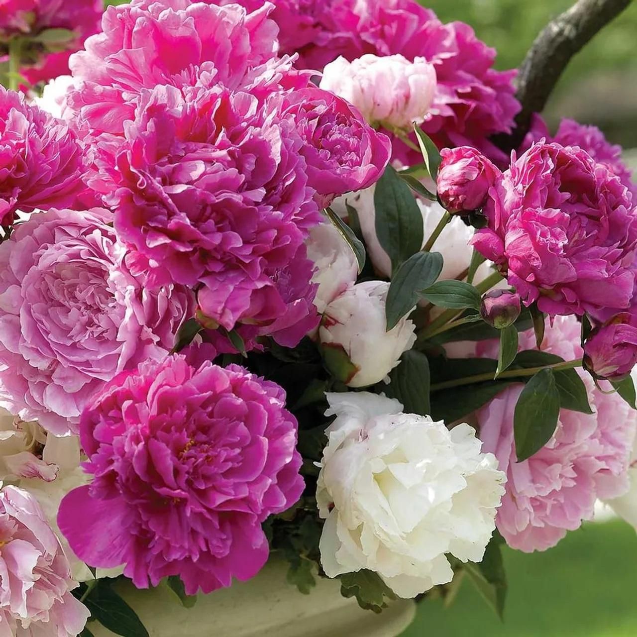 Exquisite Peony Flower Seeds: Grow Vibrant, Fragrant Blooms for a Stunning Garden Display