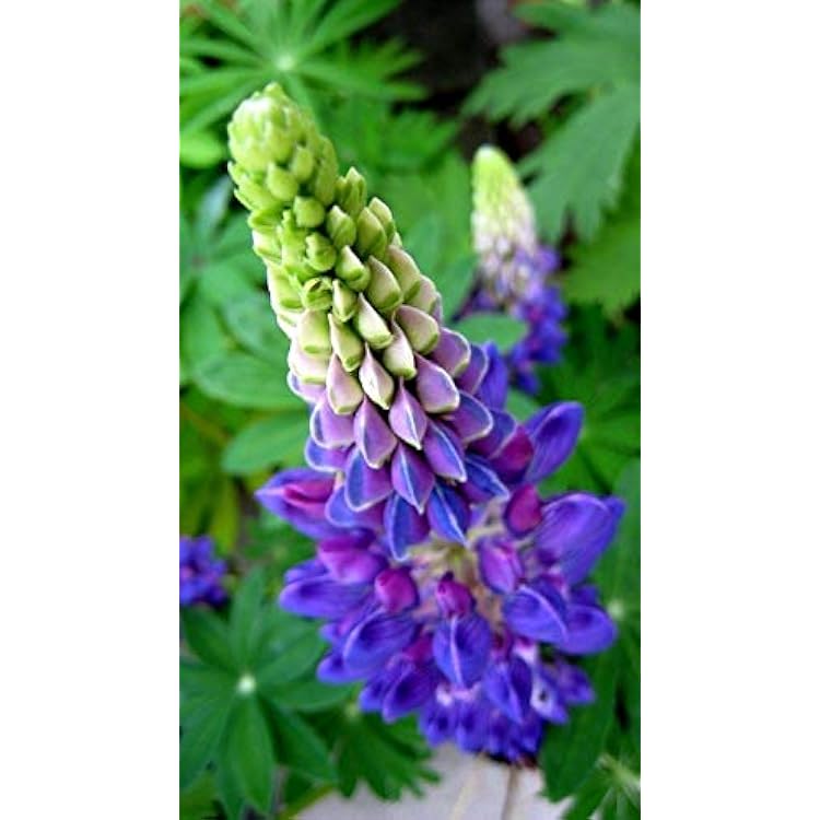 https://images-cdn.ubuy.co.in/692a617a5a31421c030770ab-seeds-huge-flowers-blooms-profusely-in.jpg