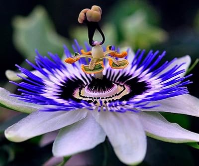 https://images-cdn.ubuy.co.in/69464d4e88e6f9cc4d0fc2bc-seeds-passionflower-purple-beautiful.jpg