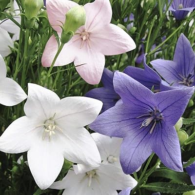 https://images-cdn.ubuy.co.in/69524c24b92763342f09a800-150-seeds-balloon-flower-mix-chinese.jpg