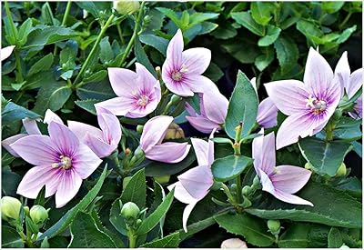 https://images-cdn.ubuy.co.in/6966c5ecae56cb3dbf07b41d-seeds-pink-balloon-flower-platycodon.jpg
