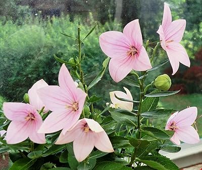 https://images-cdn.ubuy.co.in/6966c5ecae56cb3dbf07b420-seeds-pink-balloon-flower-platycodon.jpg