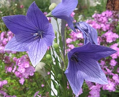 https://images-cdn.ubuy.co.in/696f412ed09891797603f82a-seeds4planting-seeds-balloon-flower.jpg