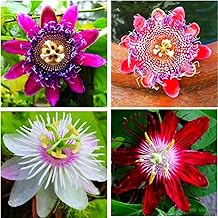 https://images-cdn.ubuy.co.in/6971d64d425ce3c2260c1968-rare-passiflora-passion-flower-mix-50.jpg