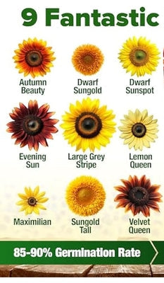 https://image-cdn.ubuy.com/home-grown-sunflower-seeds-mix-pack/400_400_100/69b60ed8f2eb9ef364026e2e.jpg