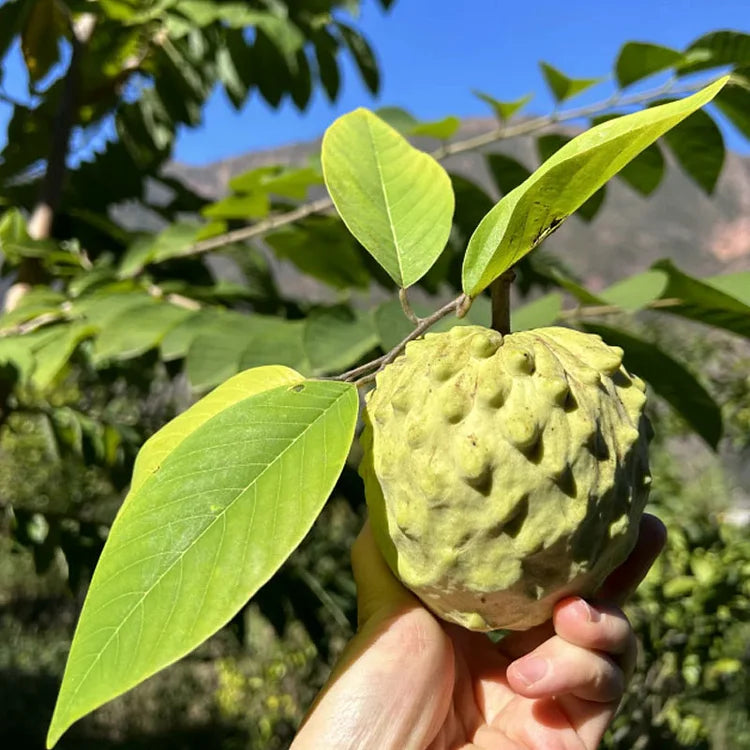 Premium Tropical Sugar Apple Seeds: Grow Delicious Sweetsop Custard Fruit at Home