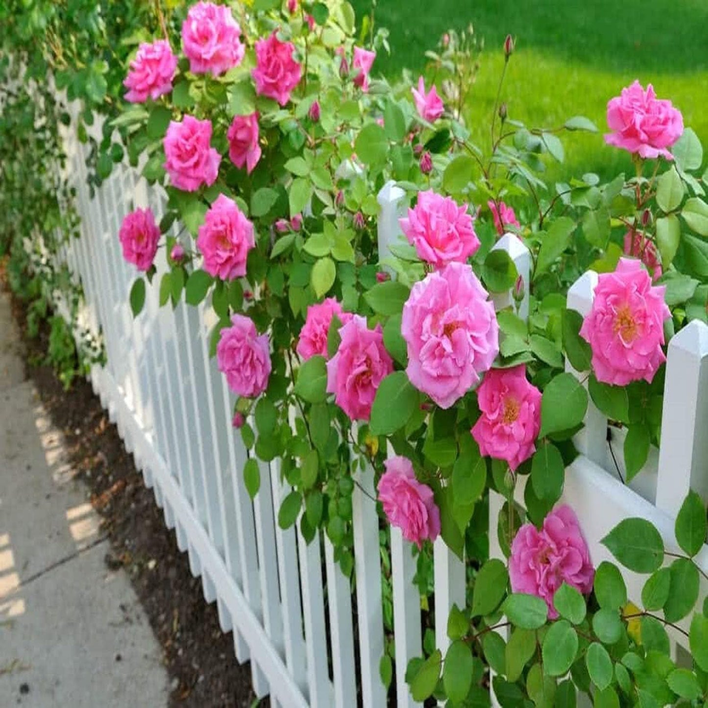 Pink Colour Climbing Rose Fragrant Flower Live Plants & Tree(1-2 Feet Size) - Seeds Ville